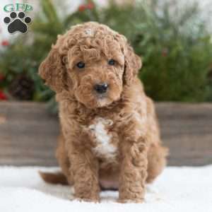 Cinnamon, Mini Labradoodle Puppy